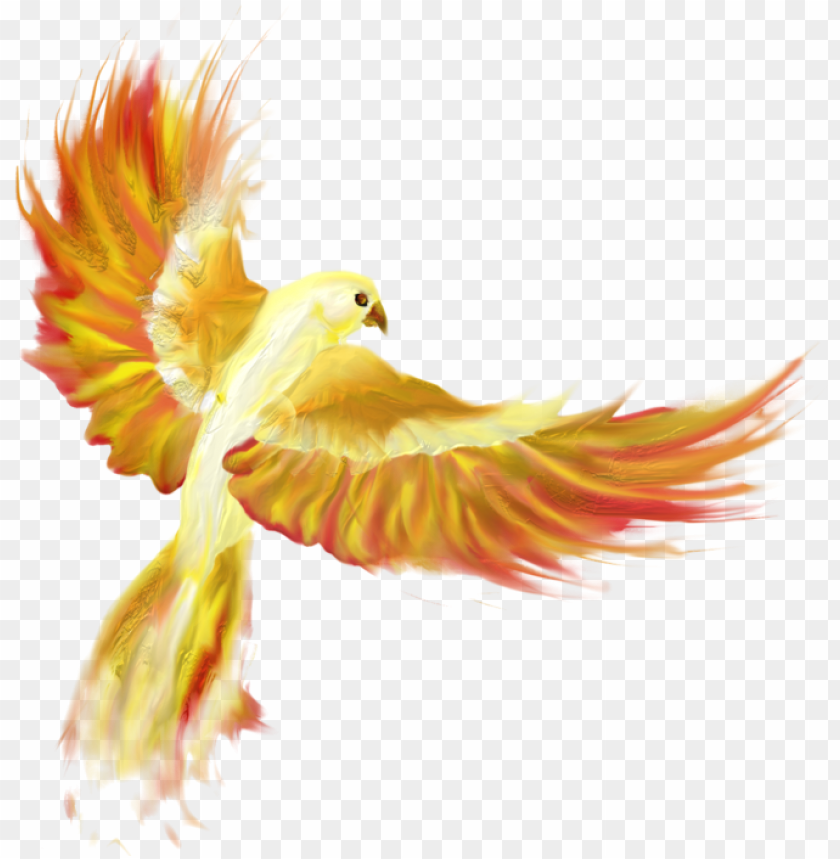 phoenix, dog, thunderbird, animal, phoenix bird, kitty, peacock