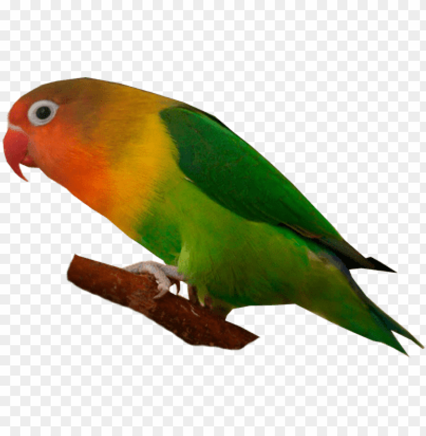 Fischer's Lovebird Lovebird PNG Image With Transparent Background