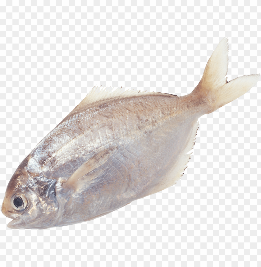 Download fish png images background@toppng.com