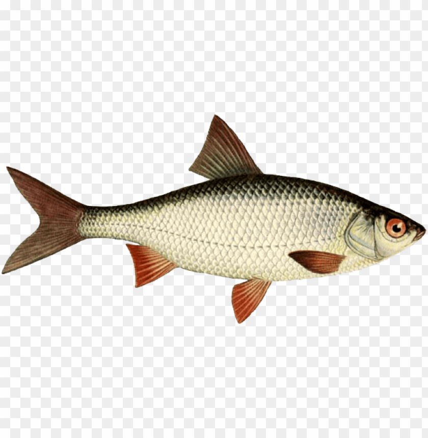 Fish Png Images Background - Image ID 2089