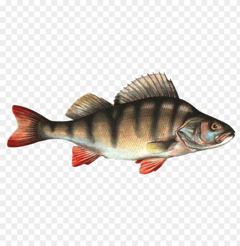 Fish Png Images Background - Image ID 2091