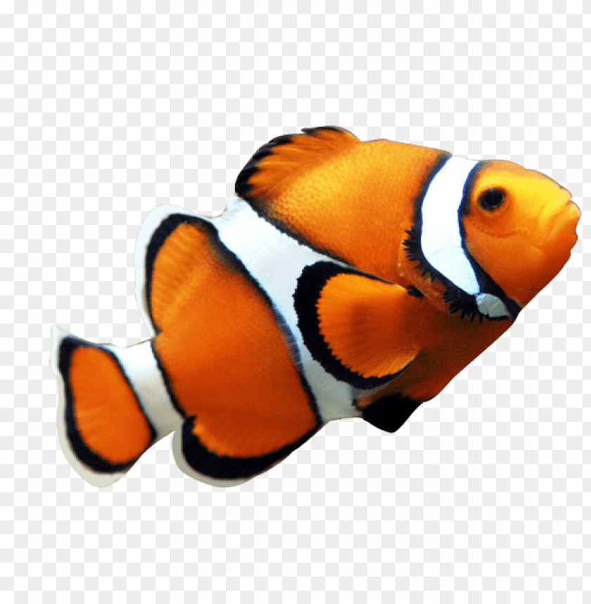 Download fish nemo png images background | TOPpng
