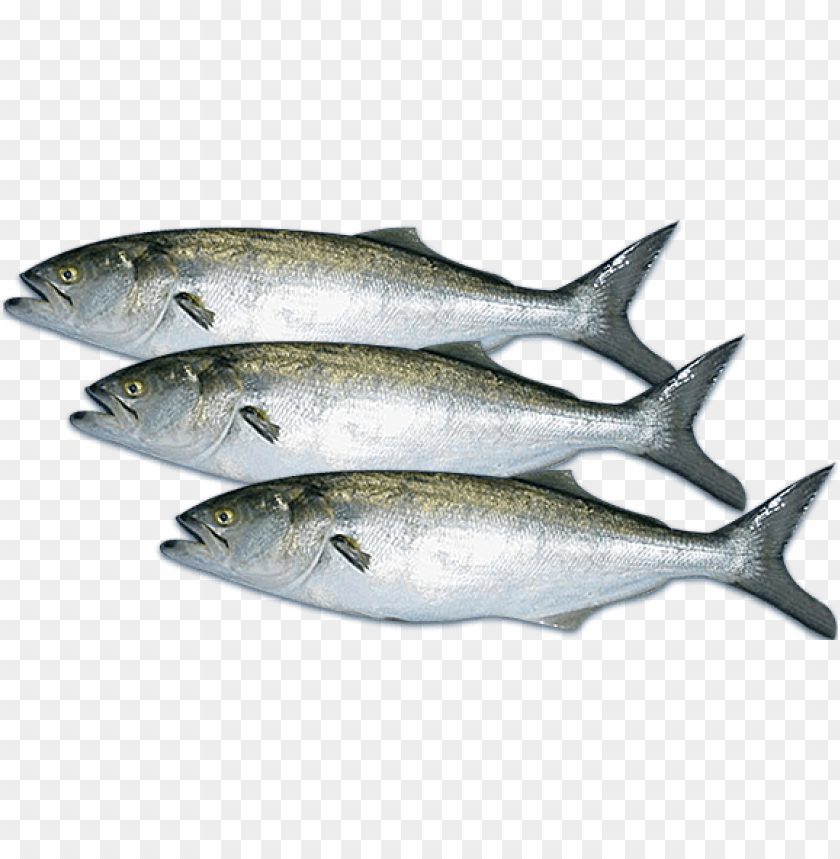 free PNG Download fish png images background PNG images transparent
