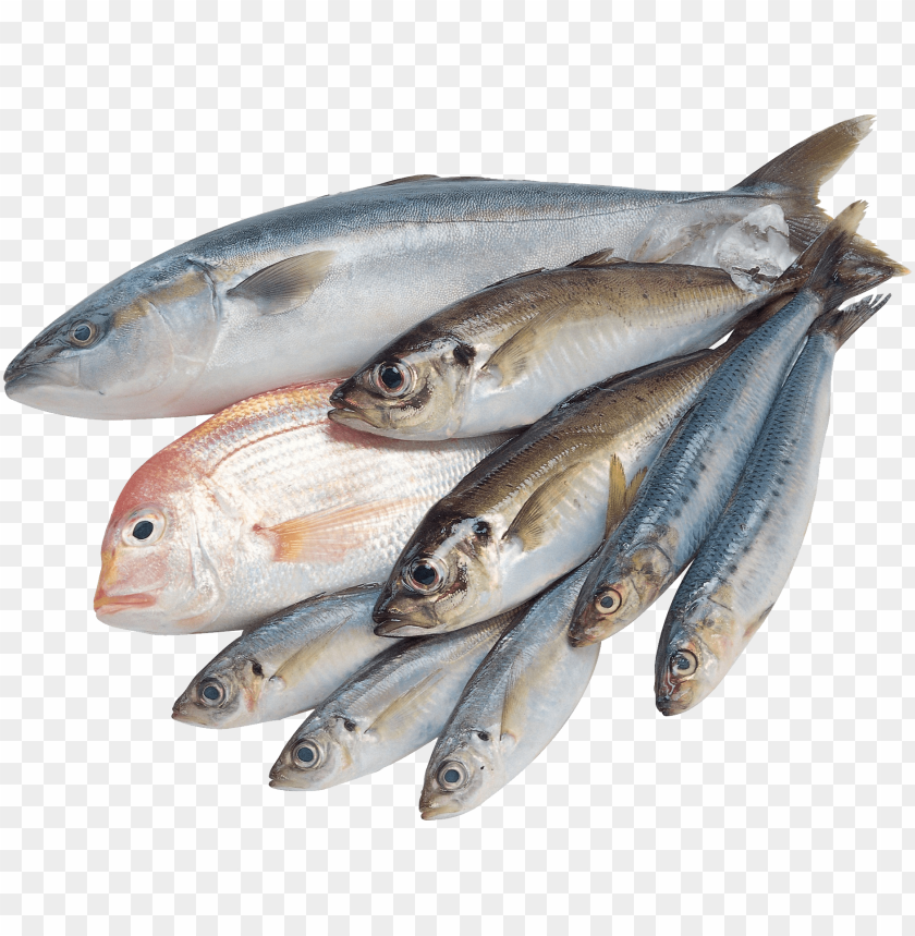 Download Fish Png Images Background