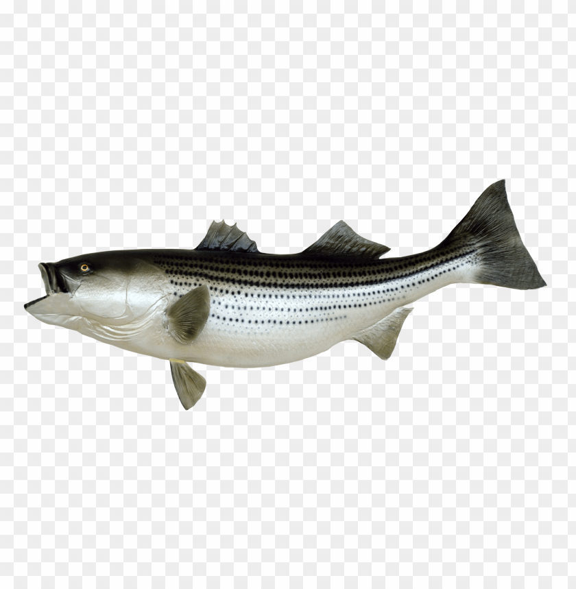Download Fish Png Images Background