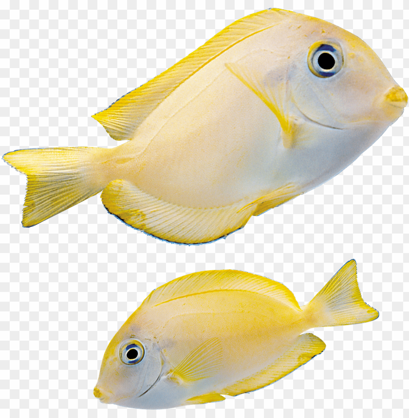 Fish Png Images Background - Image ID 2143