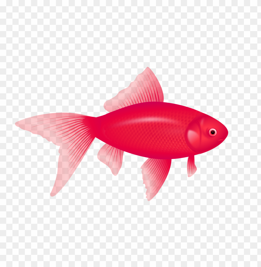 Download fish png images background@toppng.com