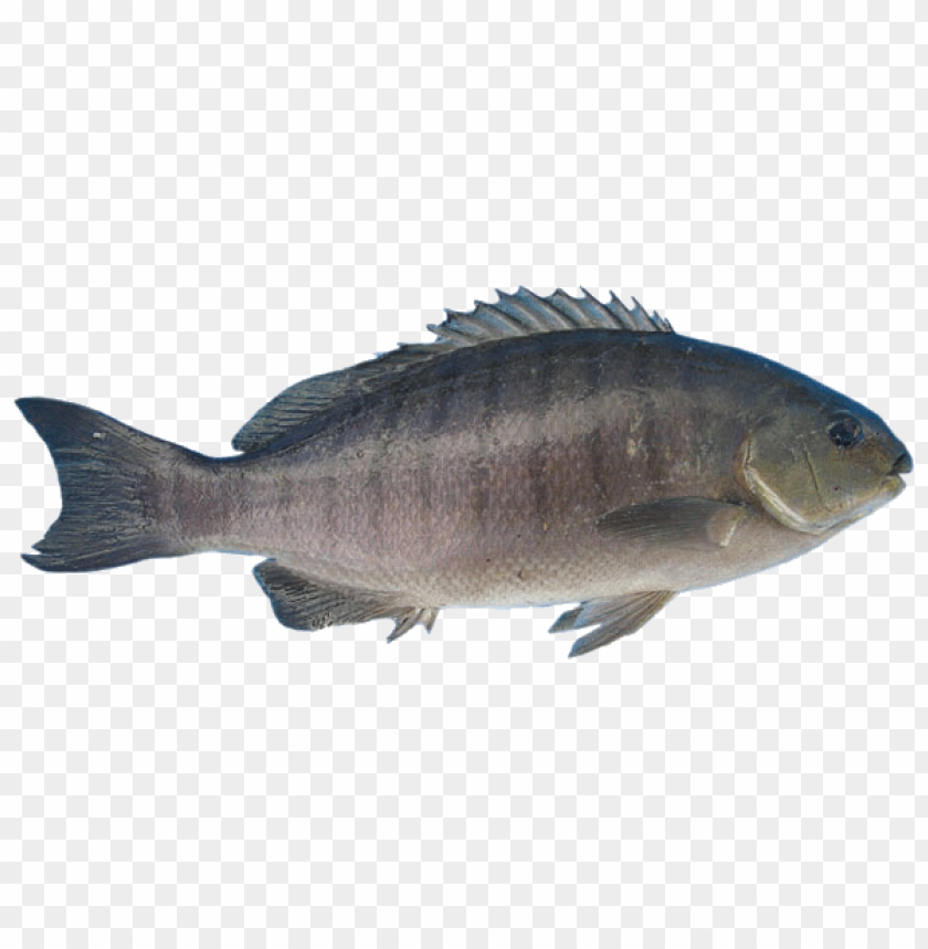 free PNG Download fish png images background PNG images transparent