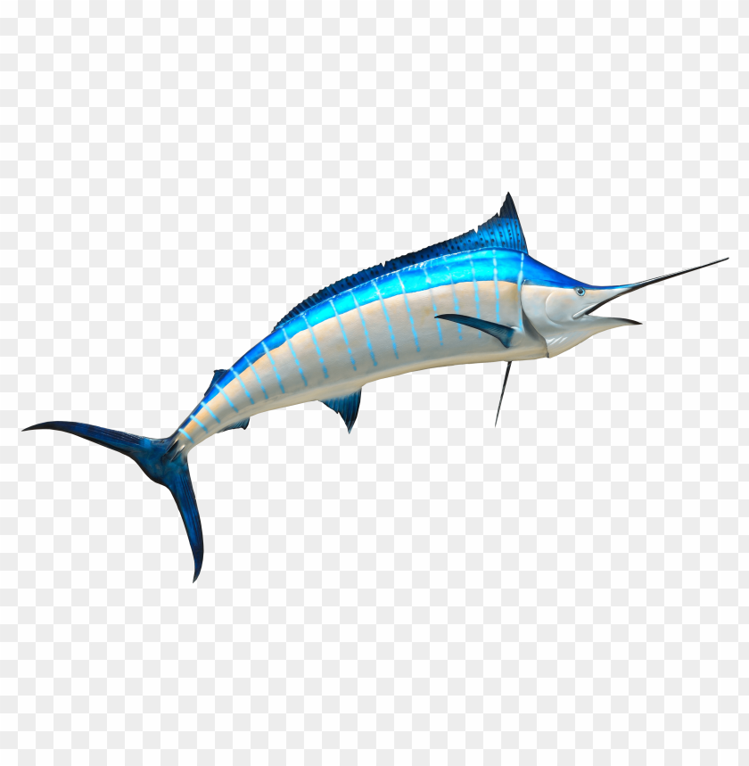 free PNG Download Fish png images background PNG images transparent