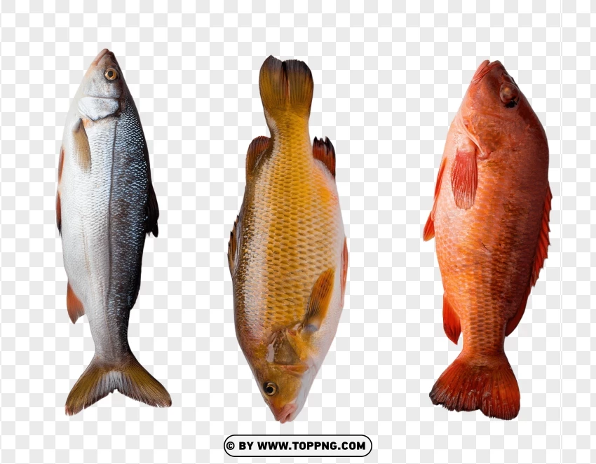 Set Of Different Fish Species In Standing Poses PNG Transparent Background