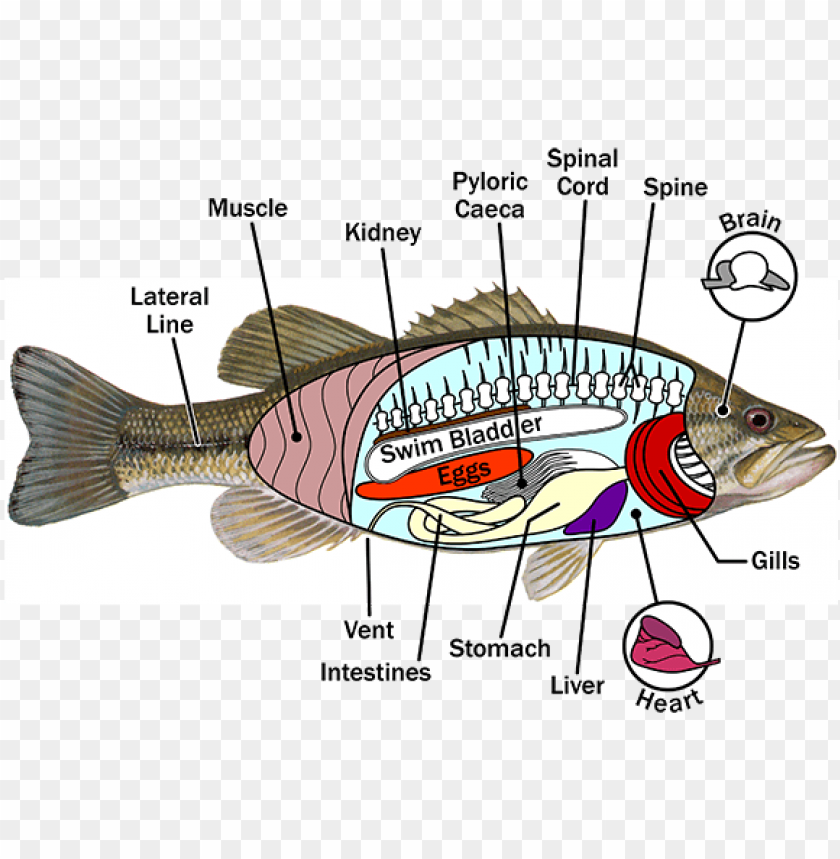 fish anatomy - anatomy of a fish PNG image with transparent background@toppng.com