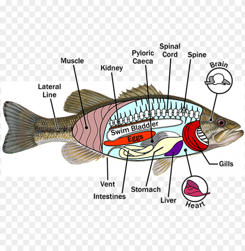 fish anatomy - anatomy of a fish PNG image with transparent background ...