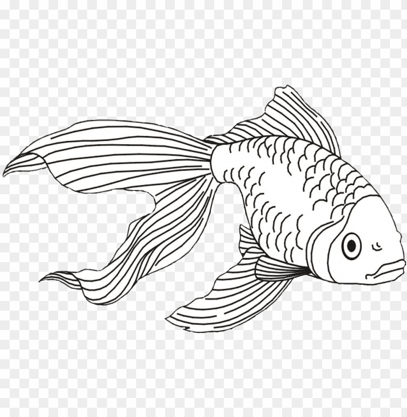 fish and shark coloring pages png image with transparent