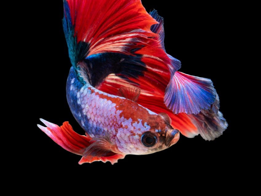 fish, aquarium, red, dark background