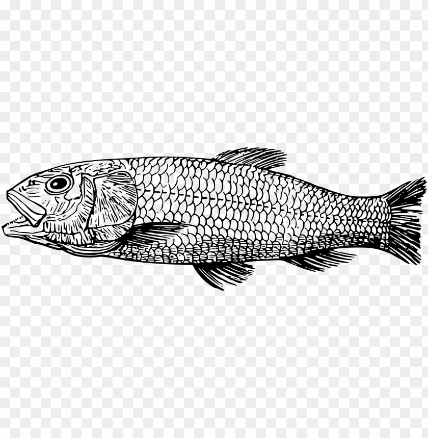 Real Fish Clipart Black And White Graphic Black And - Fish Line Drawing, HD  Png Download, png download, transparent png image