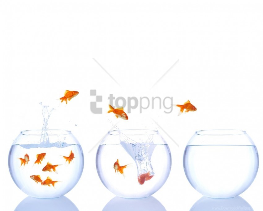 fish, fish tanks, jump, splash, water wallpaper background best stock photos@toppng.com