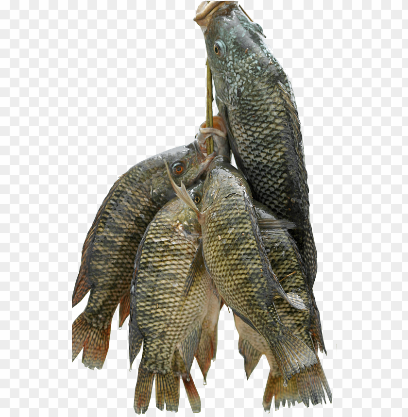 Fish For All - Mushi Fish In Kerala PNG Transparent With Clear Background ID 250111