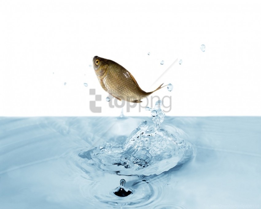 fish jump splash water wallpaper background best stock photos - Image ID 160753
