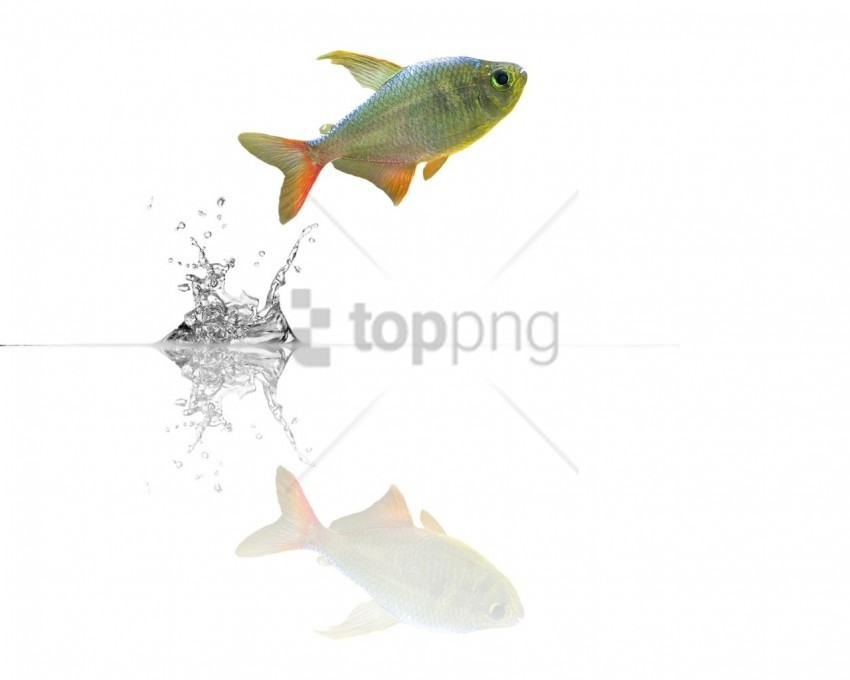 fish jump water wallpaper background best stock photos - Image ID 160903