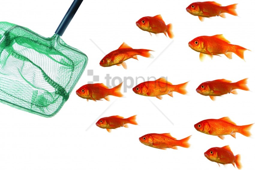 fish landing net pack white background wallpaper background best stock photos - Image ID 160770