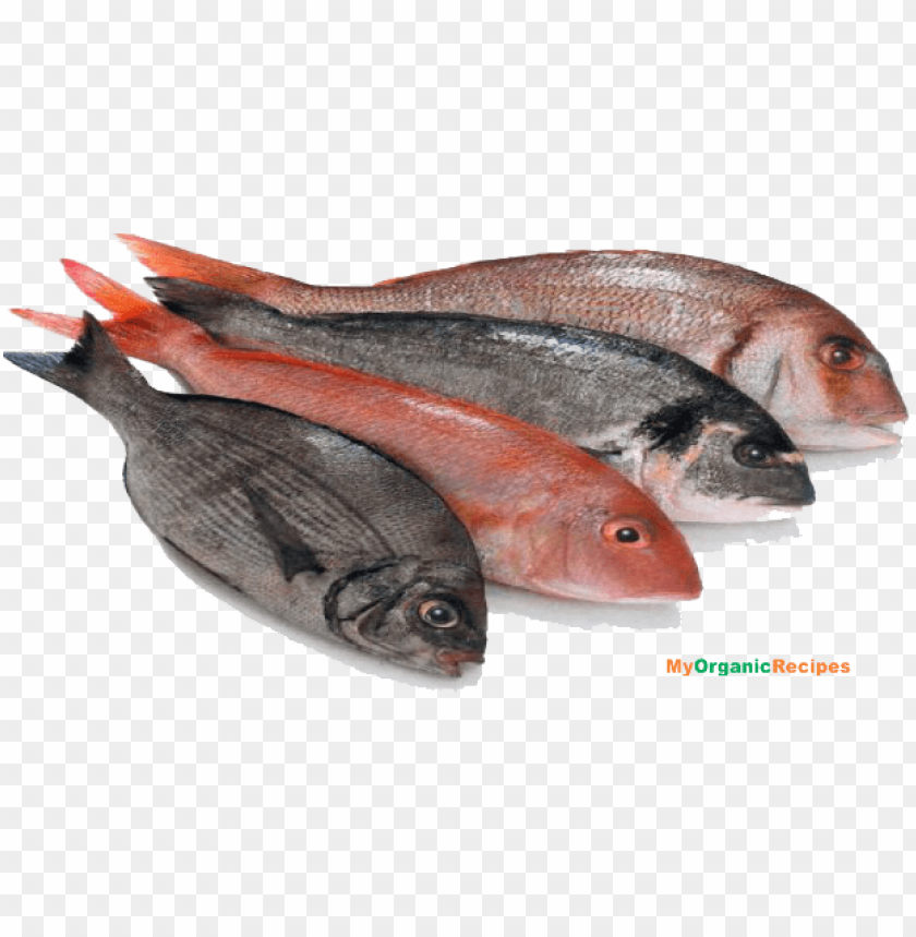 Fish Meat PNG Images With Transparent Backgrounds - Image ID 7914 | TOPpng