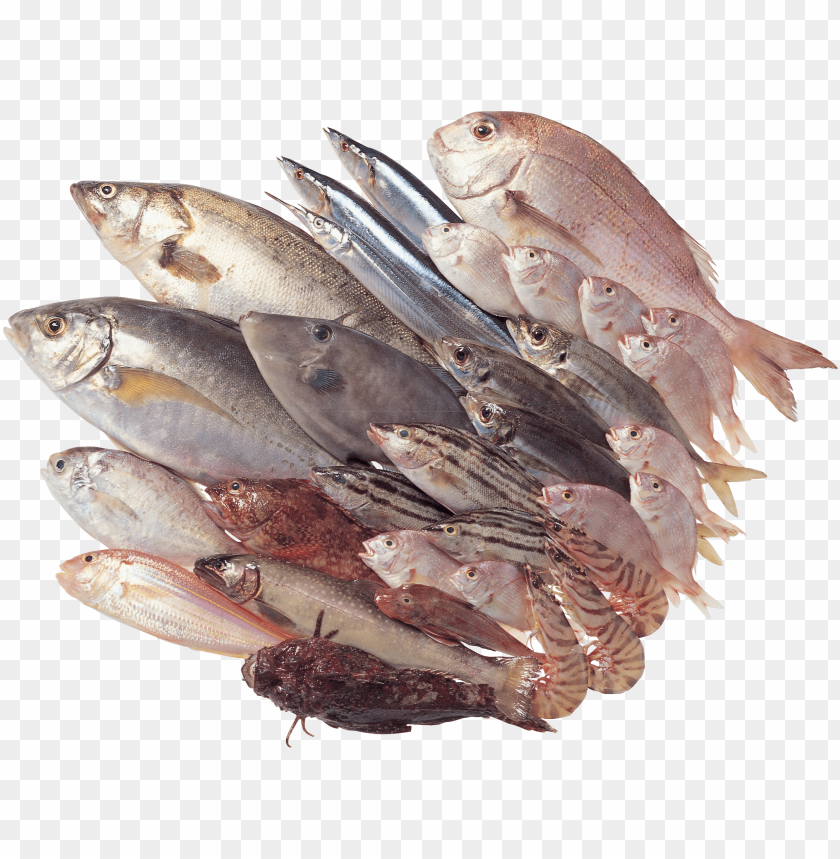 fish meat png, png,fish,fishme