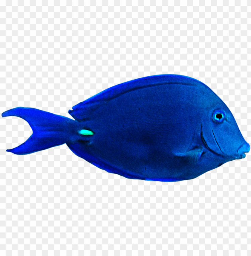 Fish Png Clipart Best Web Clipart Underwater Videography Underwater Fish PNG Image With Transparent Background