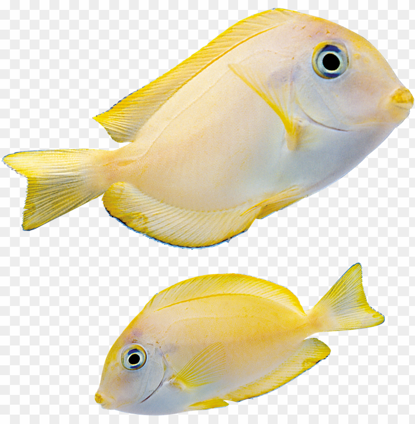 fish png - marine fish PNG image with transparent background@toppng.com