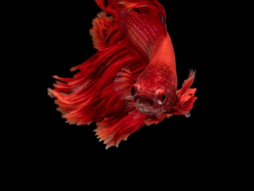 fish, red, underwater world, aquarium