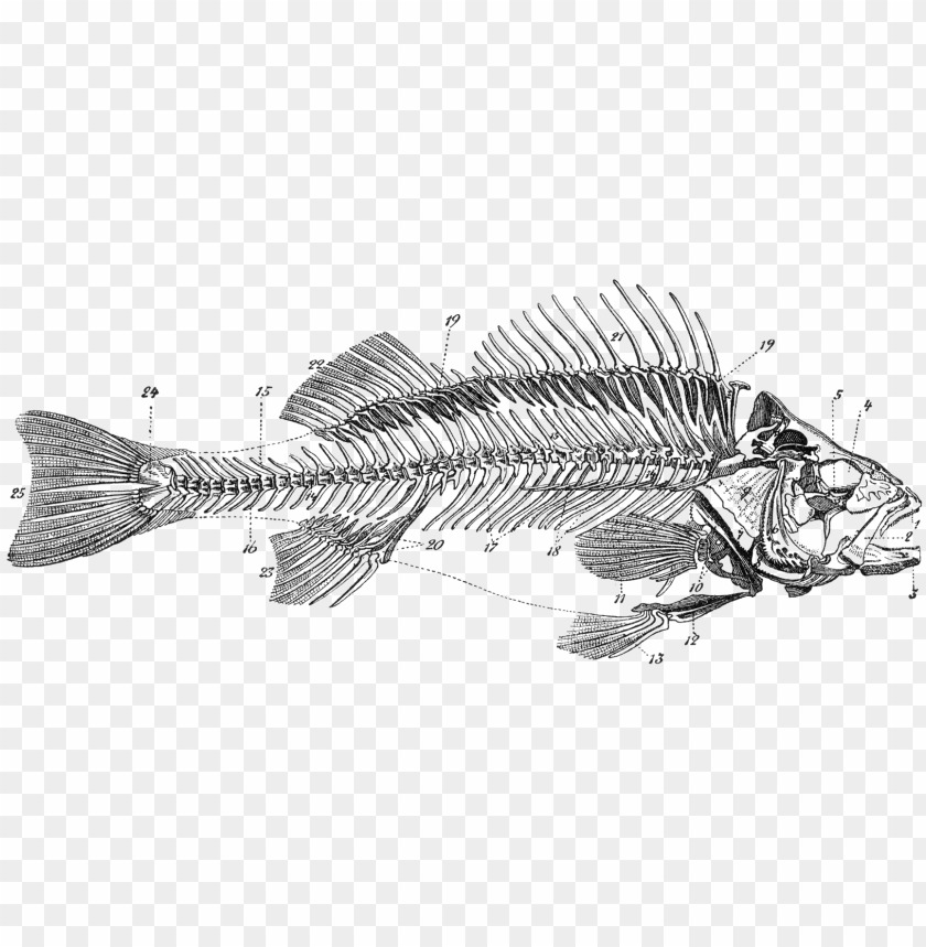 free PNG fishes skeleton bone anatomy dead transprent png - fisch skelett beschriftet PNG image with transparent background PNG images transparent