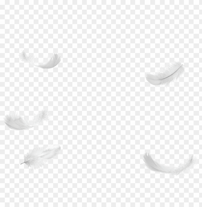 five, feathers, falling, no, background, png