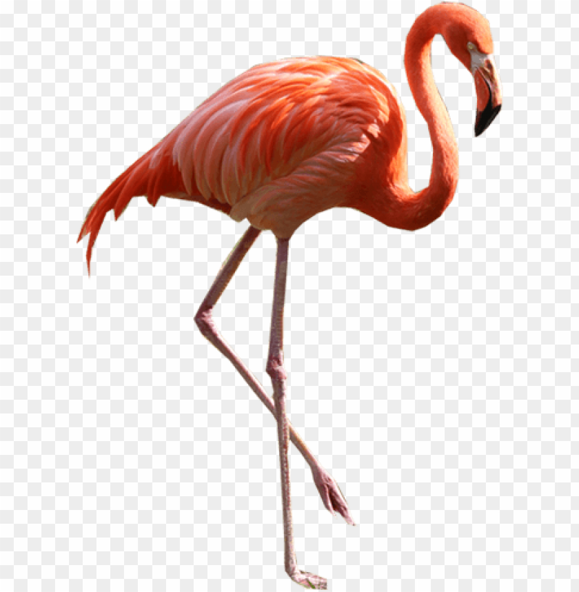 flamingo png,flamingo,flamingo transparent background,flamingo file png,flamingo clipart,flamingo png images,flamingo png clipart