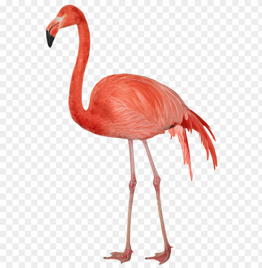 
flamingo
, 
animal
, 
one leg
, 
standing
, 
red
, 
pink
