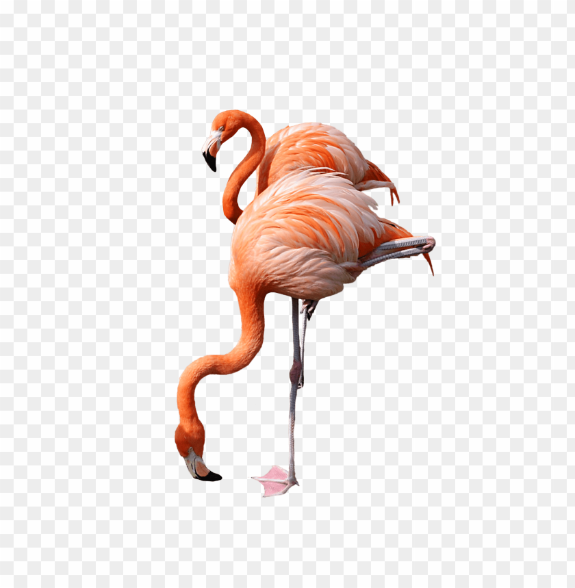 Download Flamingo Drinking Png Images Background