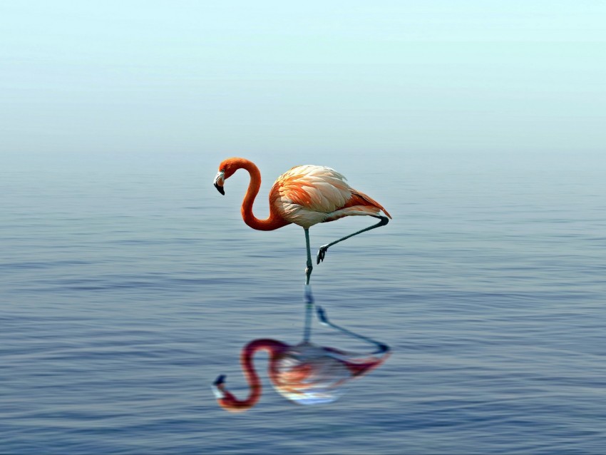 flamingo, reflection, lake, water, bird, stands