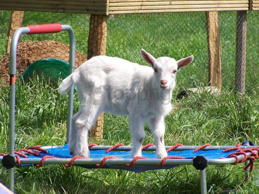 Flip Goat Grass Grid Lamb Wallpaper Background Best Stock Photos