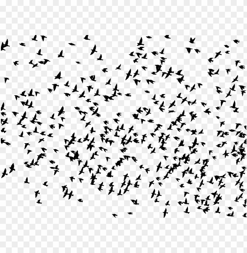 flock, birds, animals, flying, silhouette - flock of birds flying silhouette PNG image with transparent background@toppng.com