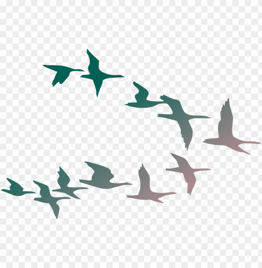 flock of birds PNG image with transparent background@toppng.com