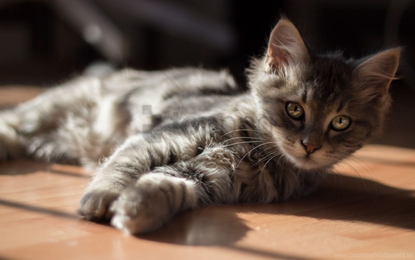 floor kitty cat lying sun wallpaper background best stock photos - Image ID 160725