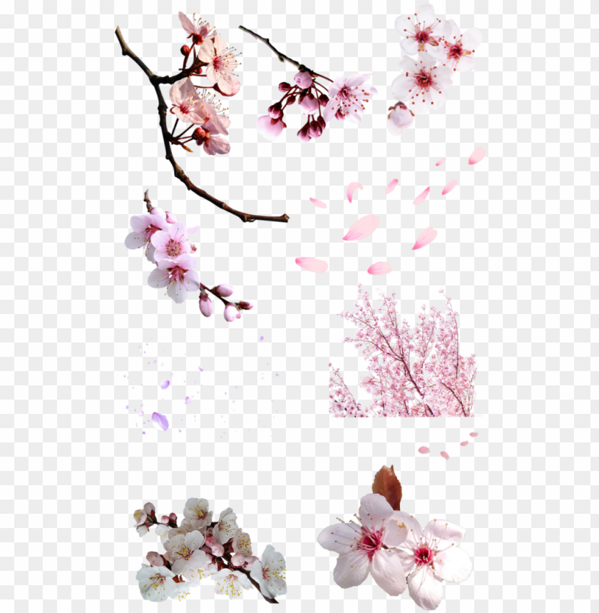 flor sakura png - flor cerezo PNG image with transparent background | TOPpng