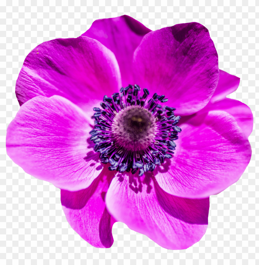 
purple
, 
beautiful
, 
flower
