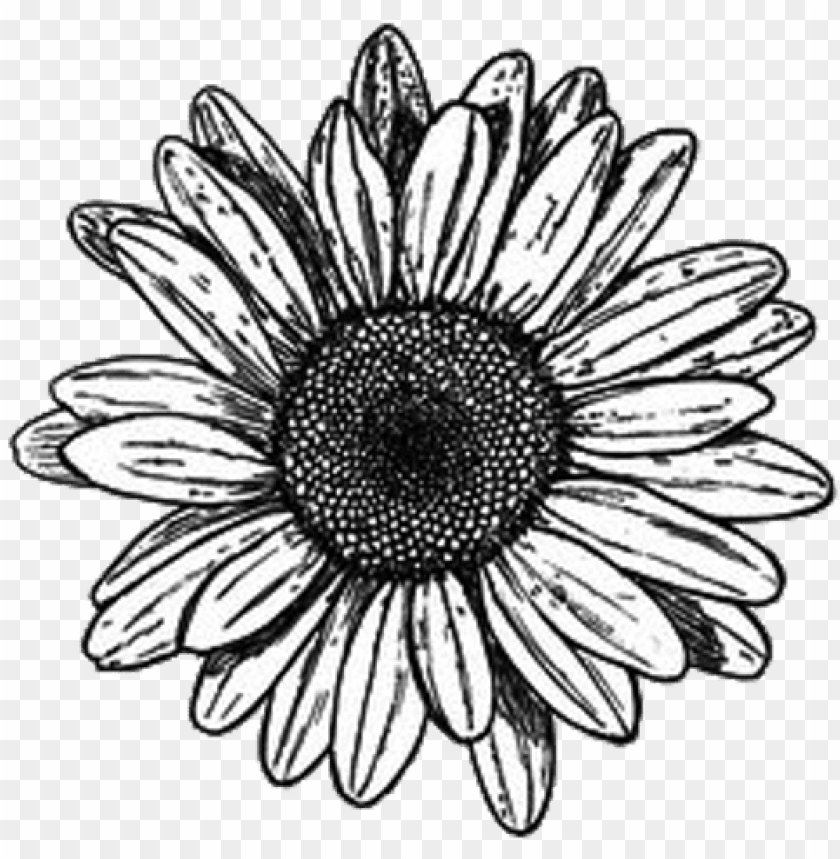 flower blavkandwhite drawing tumblr margarita love - flores tumblr blanco y  negro PNG image with transparent background | TOPpng