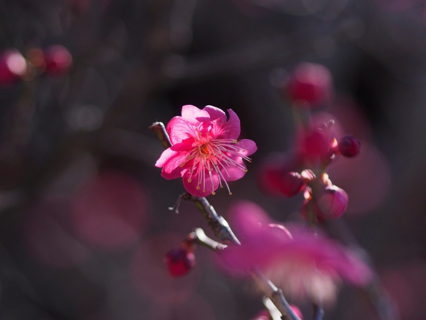 flower, bloom, petals, pink, bush, spring