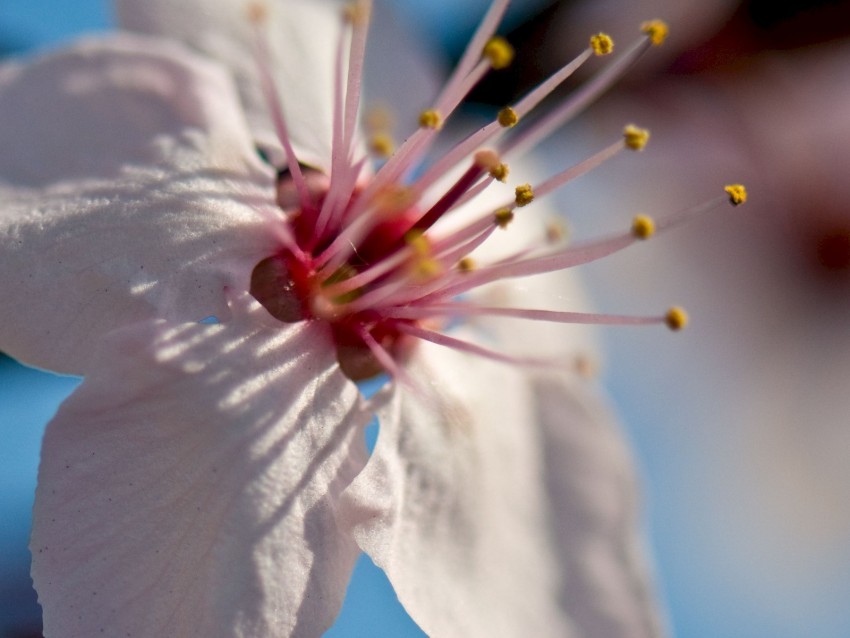 flower, bloom, spring, macro, closeup, blur