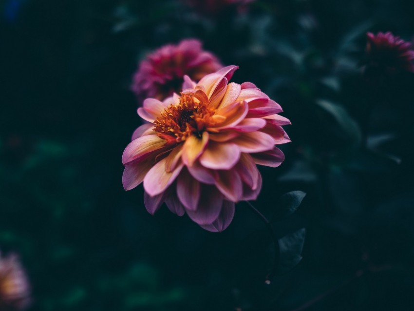 flower, blooming, bud, petals, dark, blur