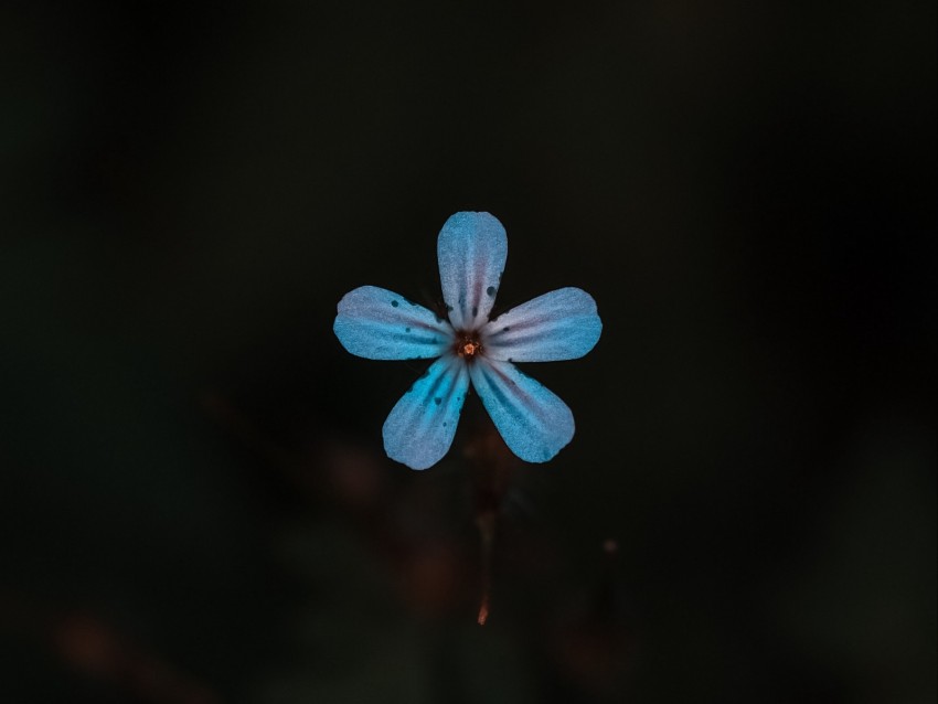 flower, blue, bloom, plant, closeup