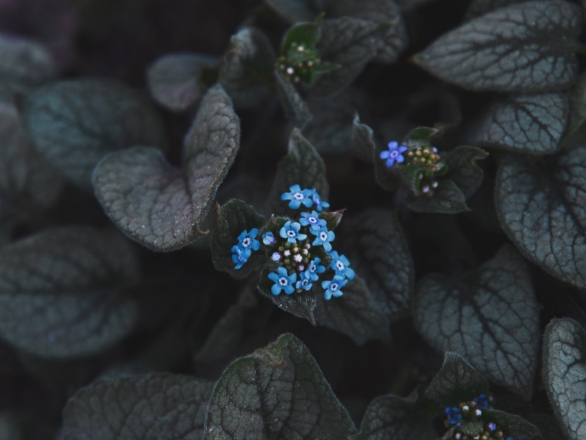 flower, blue, inflorescence, leaves, plant, bloom