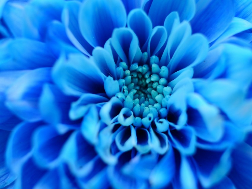 flower, blue, petals, macro