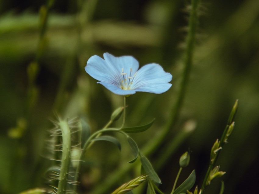 flower, blue, plant, bloom, closeup background@toppng.com
