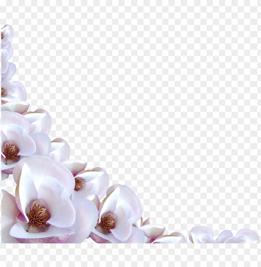 flower border png white flower border PNG transparent with Clear Background ID 175121